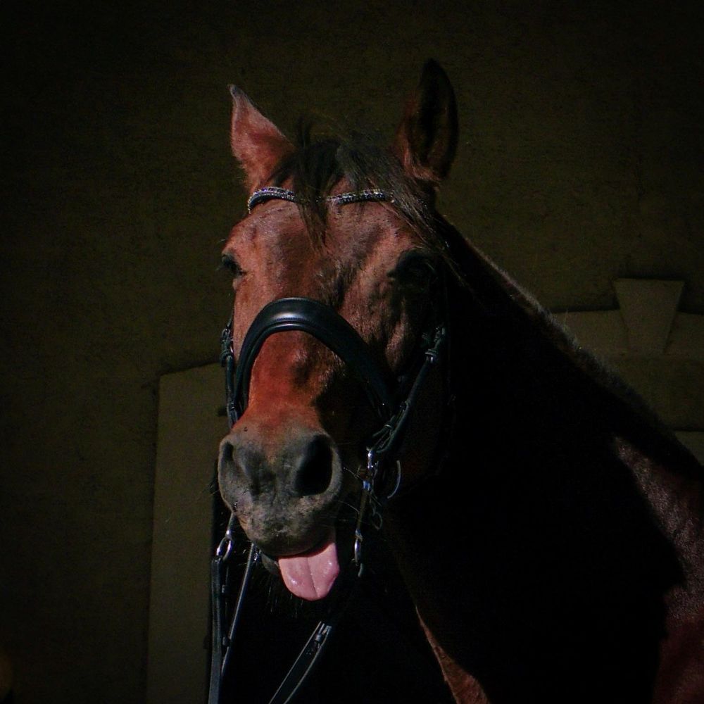 Meet your Posher, Susan